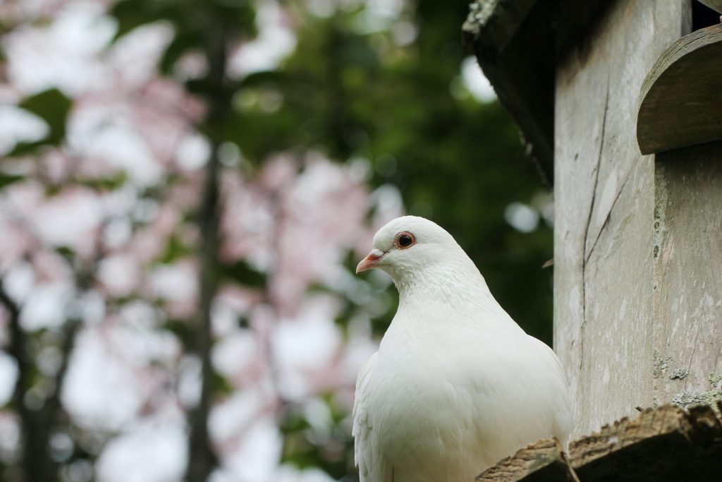 Une colombe