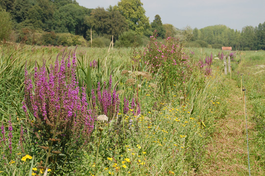 La flore du domaine du Colmoulins