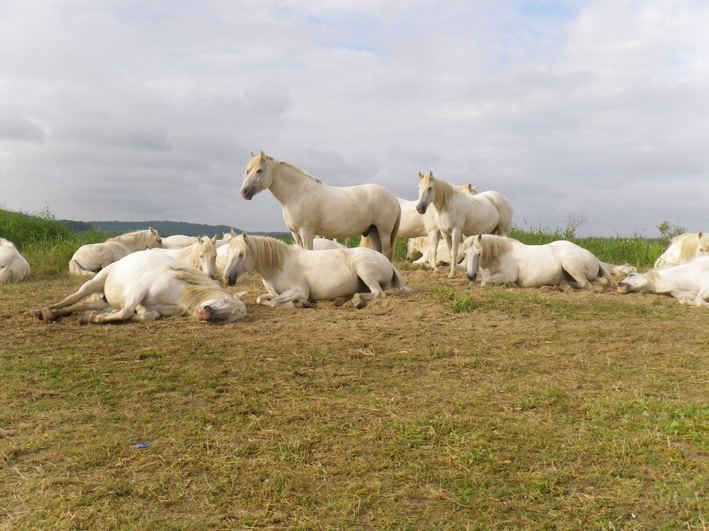 Des chevaux dans la Réserve Naturelle de l'Estuaire de la Seine