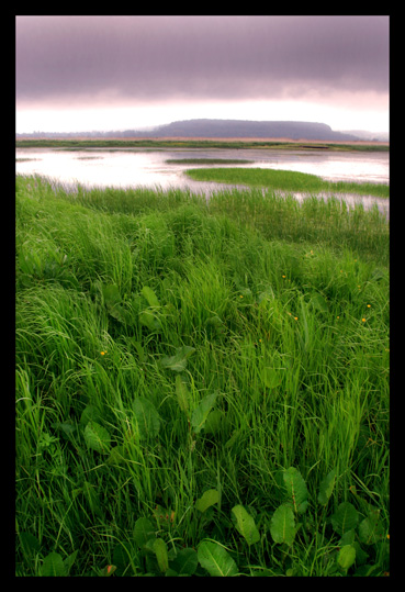 La nature préservée de la réserve naturelle de l'estuaire