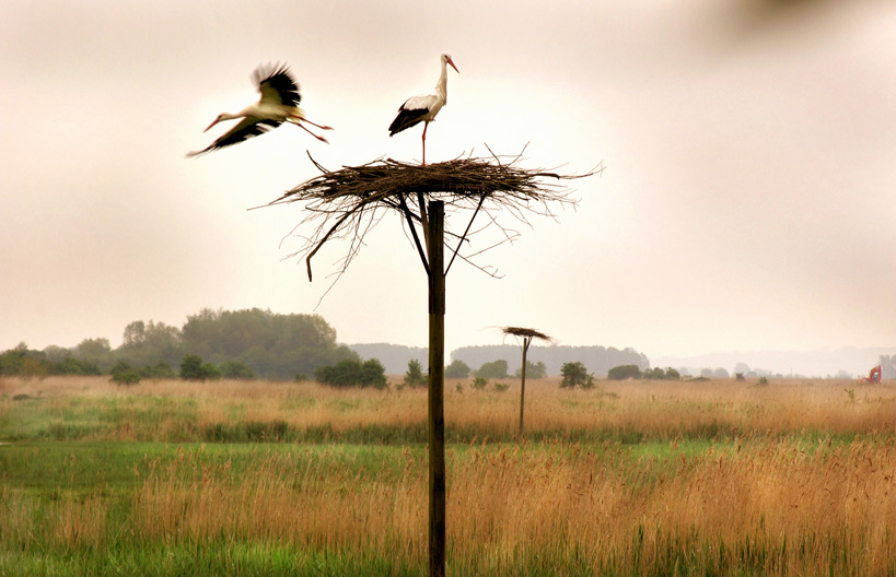 Cigognes dans la réserve naturelle de l'estuaire