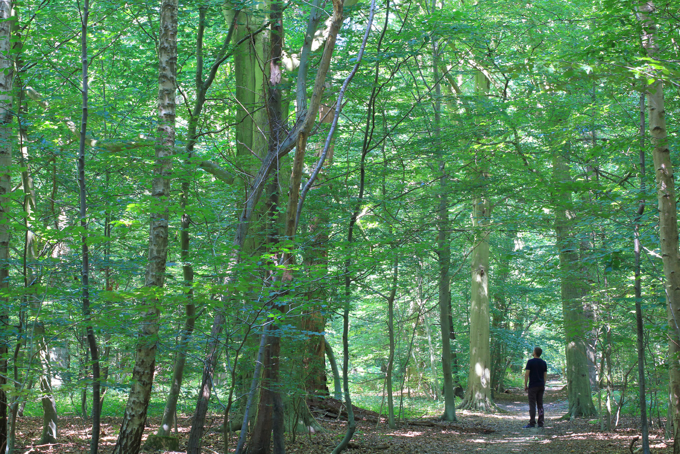 La forêt de Montgeon au Havre