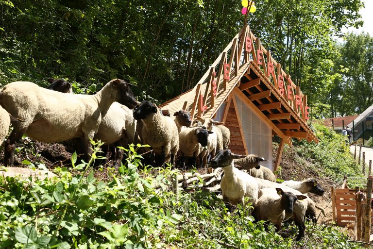 Des moutons au Fort de Tourneville