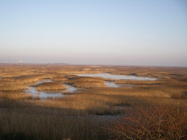 La flore de la Réserve Naturelle de l'Estuaire de la Seine