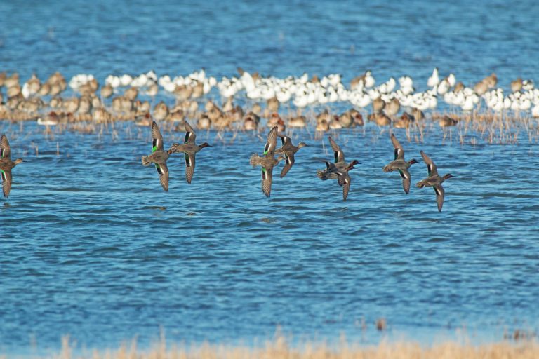 Les oiseaux de la réserve naturelle de l'estuaire