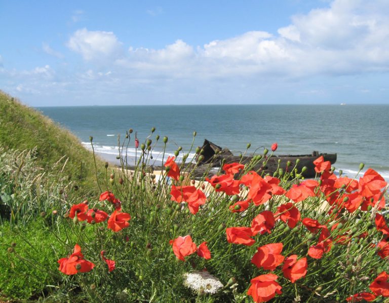 La plage d'Octeville-sur-Mer et sa flore