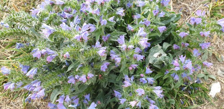 La flore côtière de la Côte d'Albâtre