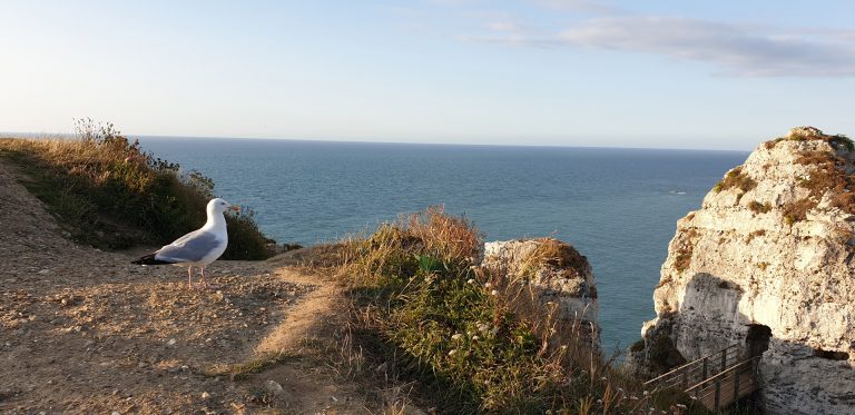 Balade naturaliste sur les falaises en Côte d'Albâtre