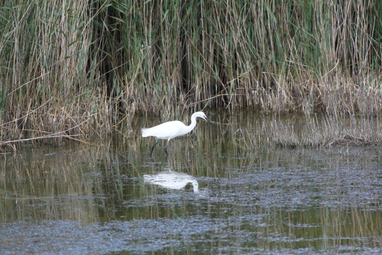 Aigrette garzette estuaire Seine