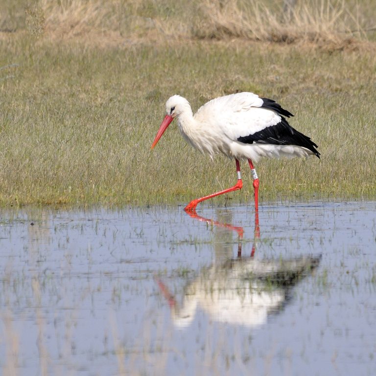 Cigogne reserve Seine