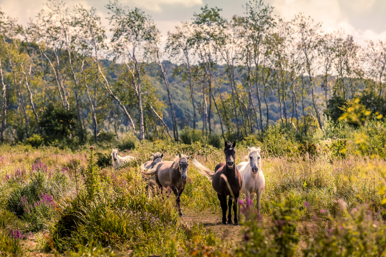 Chevaux estuaire de la Seine