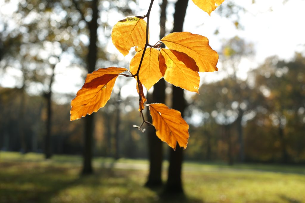 Foret de Montgeon Le Havre en automne