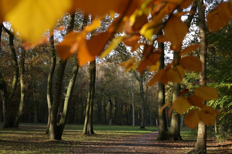 Foret de Montgeon Le Havre en automne