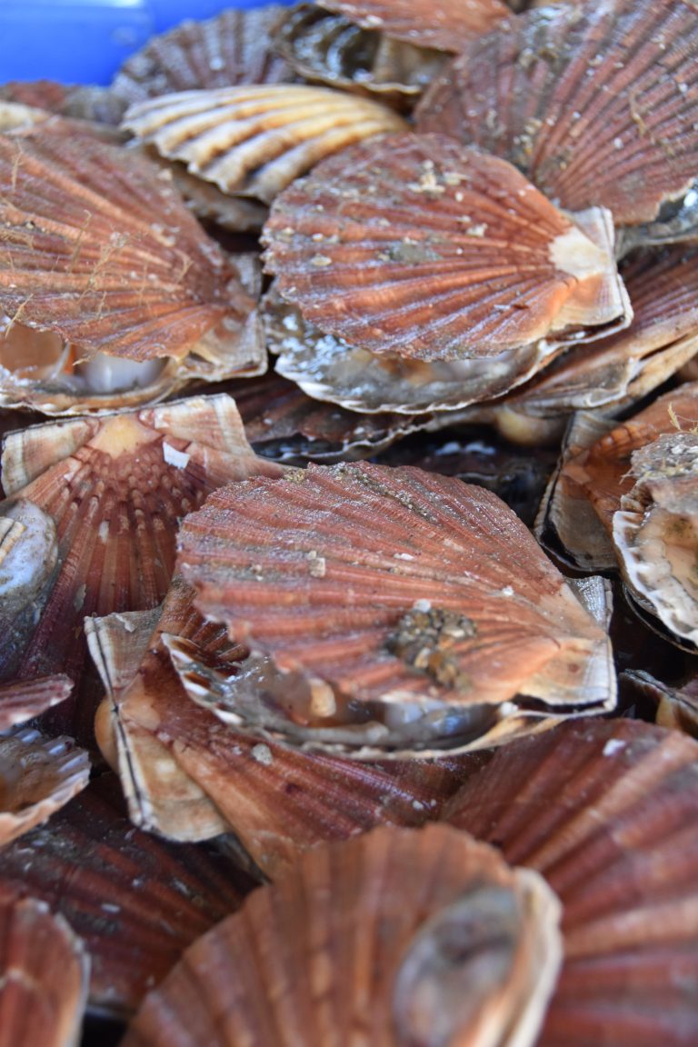 Coquille Saint-Jacques Le Havre