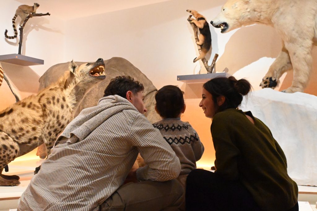 Muséum Le Havre bestiaire