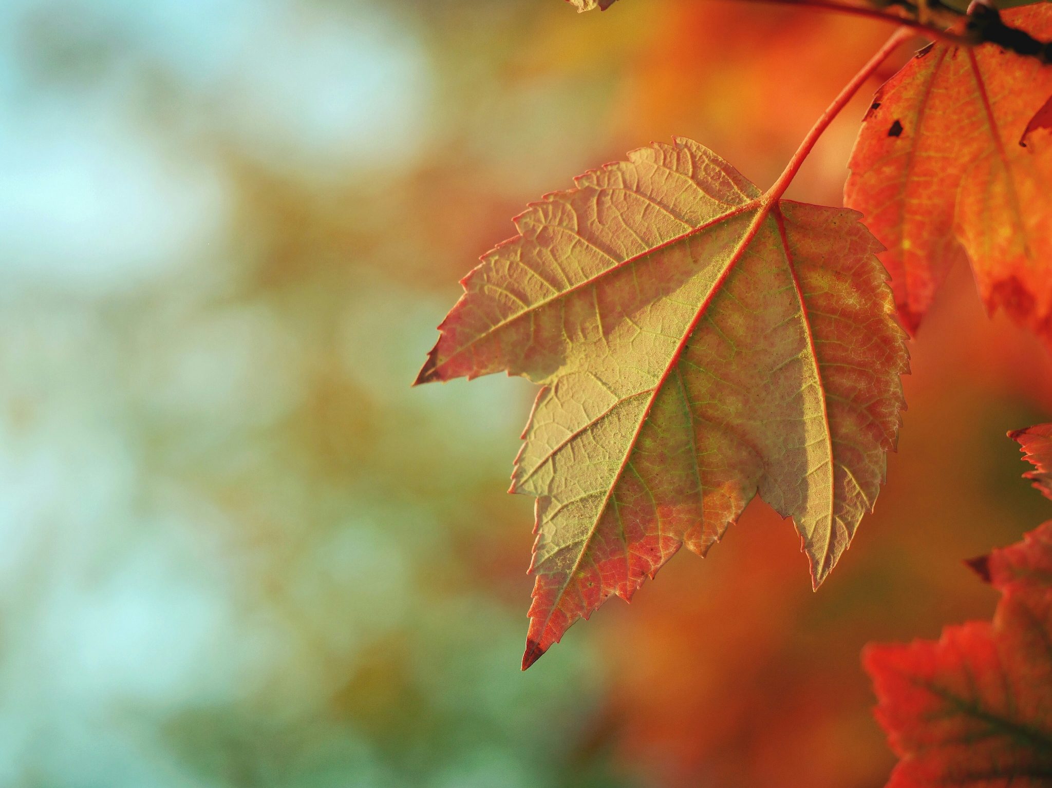 Couverture automne - © Aaron Burden sur Unsplash