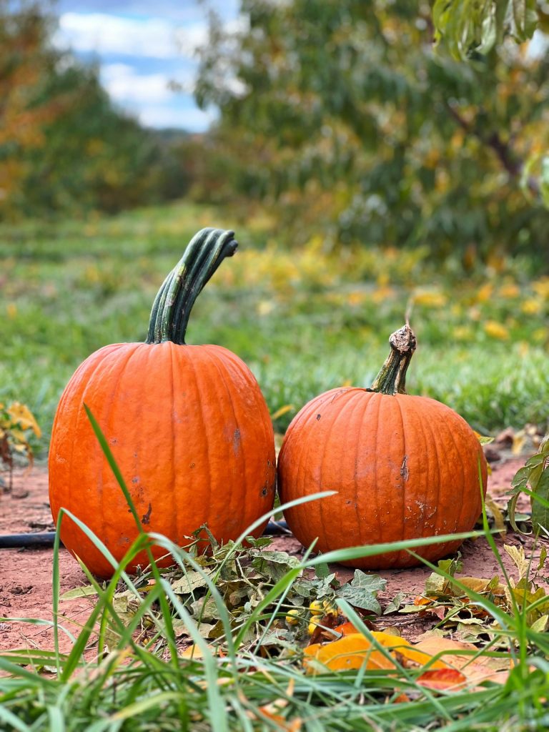 Citrouille - Automne - © Lynn Danielsonsur Unsplash