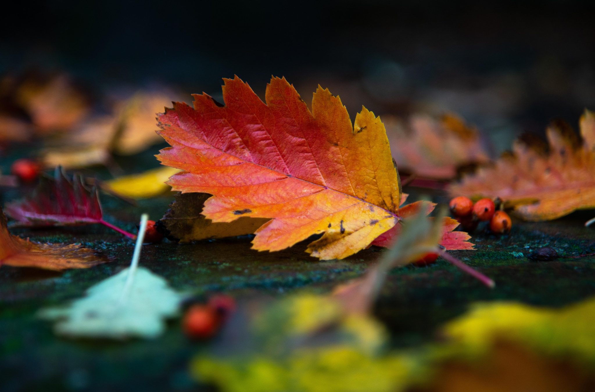 Automne © wal_172619 surPixabay