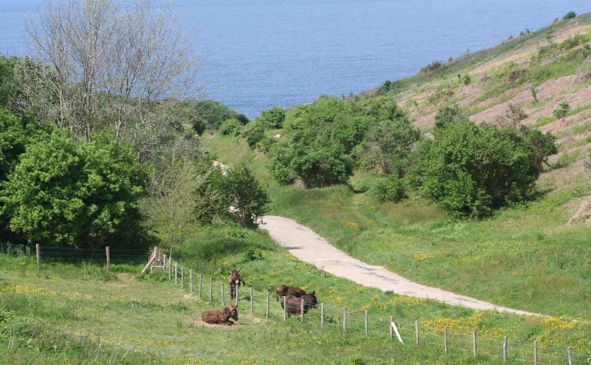 Valleuse Antifer