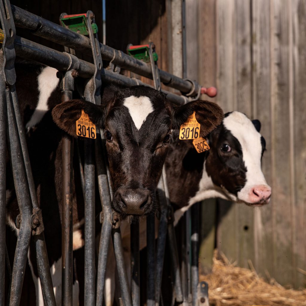 Les vaches de la ferme du Panier de Leonie