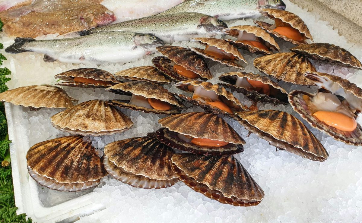 Coquille Saint-Jacques Le Havre