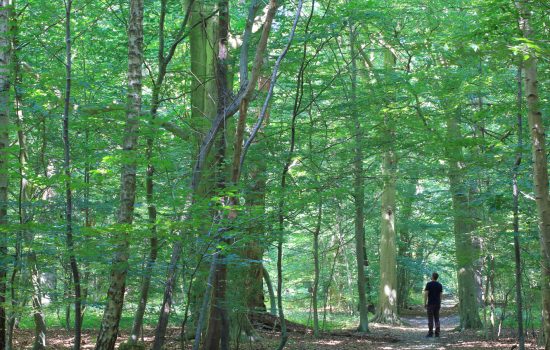 La forêt de Montgeon au Havre