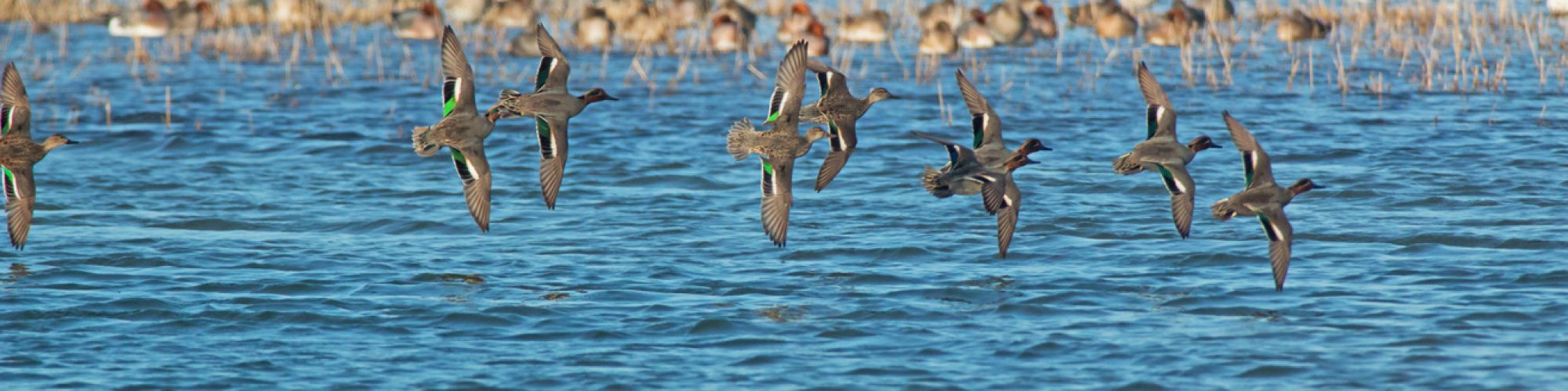 Les oiseaux de la réserve naturelle de l'estuaire