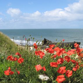 La plage d'Octeville-sur-Mer et sa flore