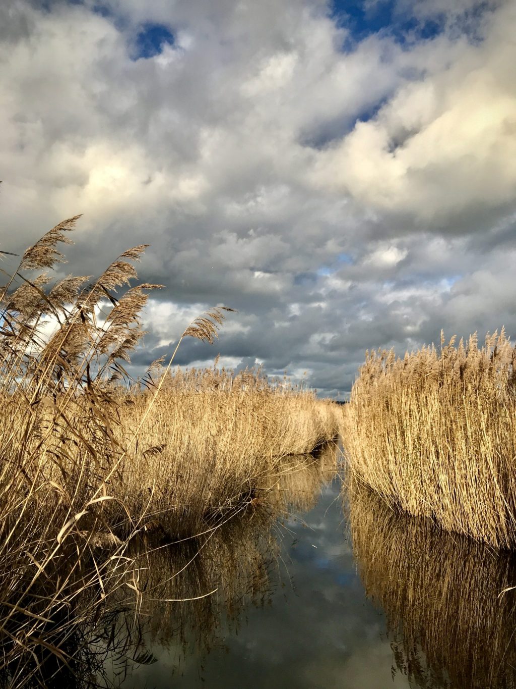 Roseliere reserve naturelle estuaire de la Seine